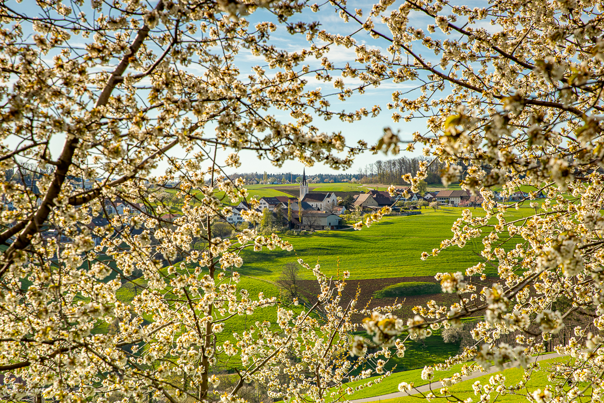Kirschblüte Rünenberg Frühjahr Baselland Schweiz Jan Geerk Fotograf Basel