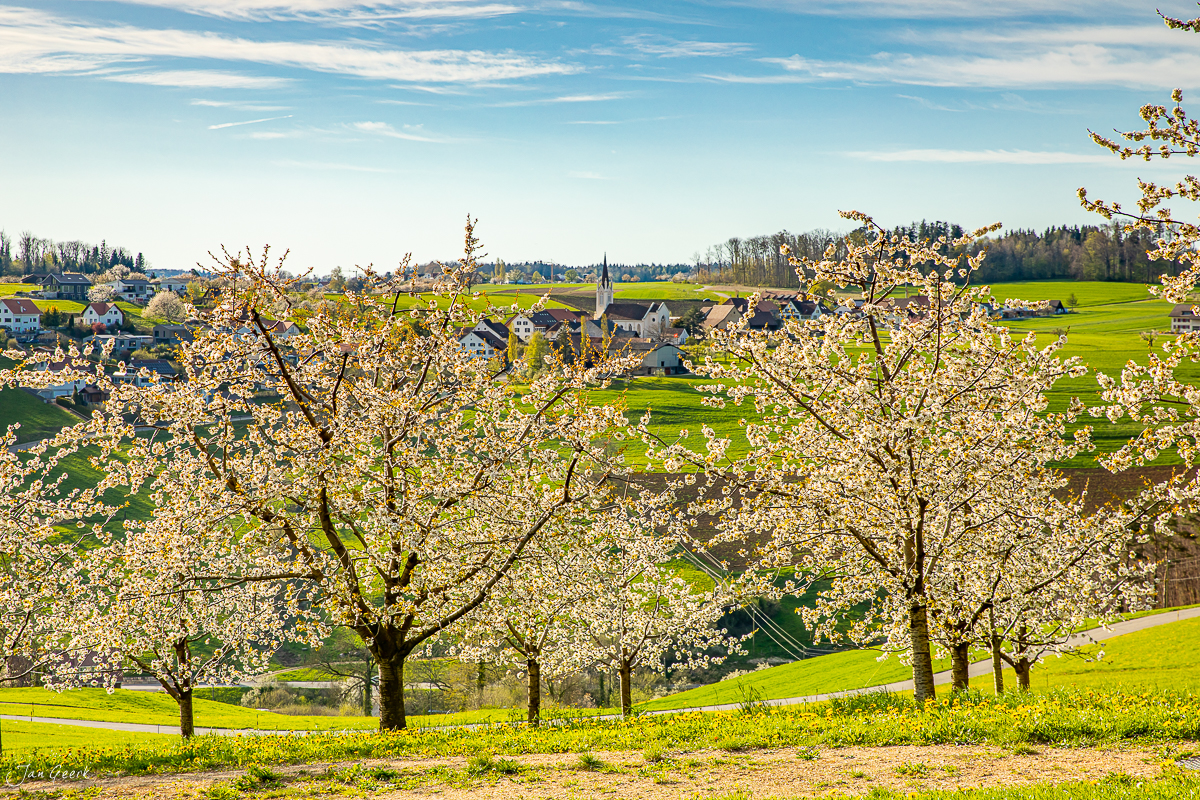 Blühende Kirschbäume in Rünenberg mit grünen Wiesen und Dorfkirche im Hintergrund, Frühjahrslandschaft Baselland Schweiz – Jan Geerk Fotograf Basel