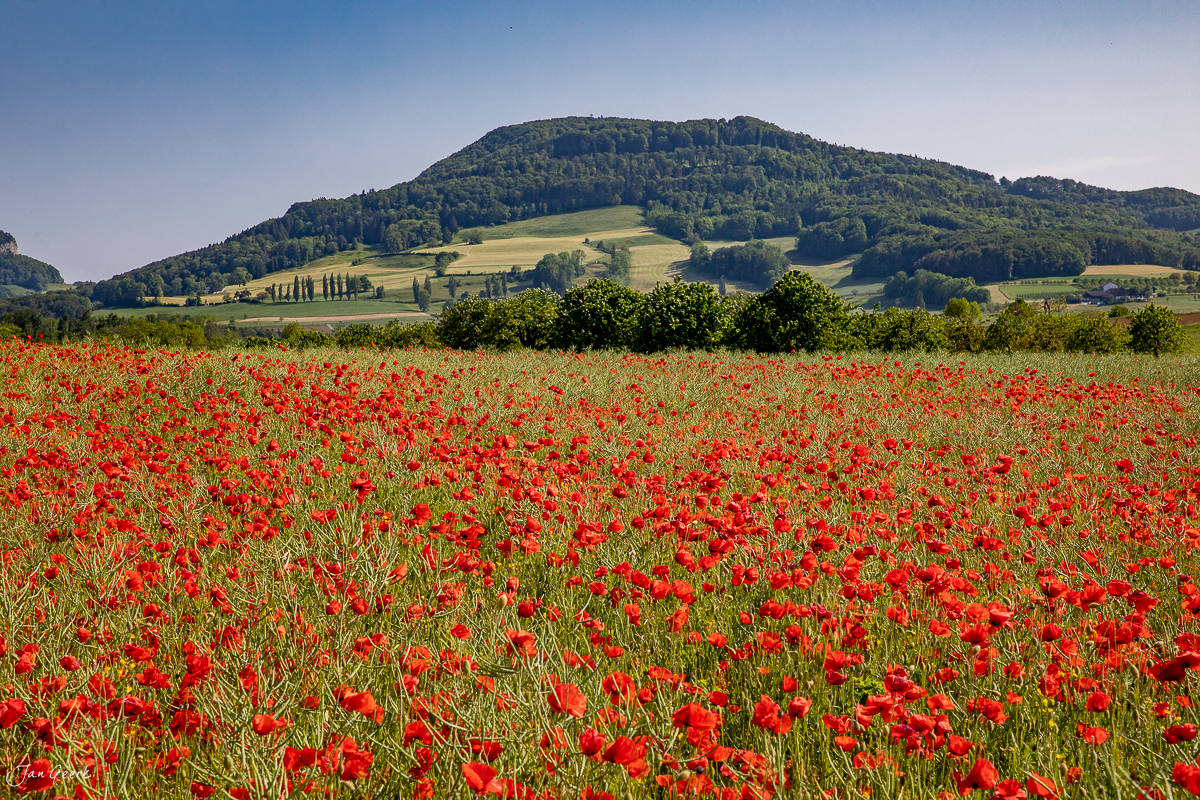 Rotes Mohnfeld unter blauem Himmel mit bewaldeten Hügeln im Hintergrund, Baselland Schweiz – Jan Geerk Fotograf Basel