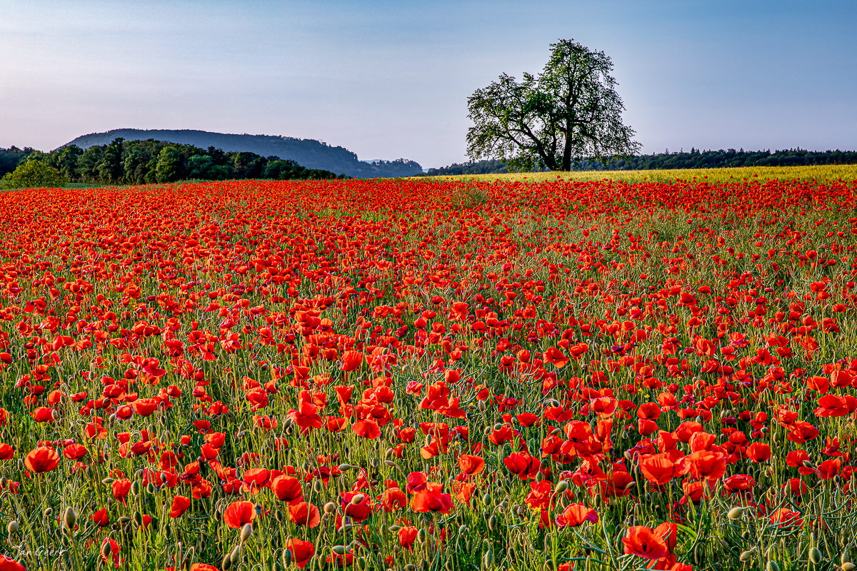 Rotes Mohnfeld in voller Blüte bei Rünenberg im Baselbiet während goldener Sommerabendstimmung – Schweiz Fotografie von Jan Geerk Basel