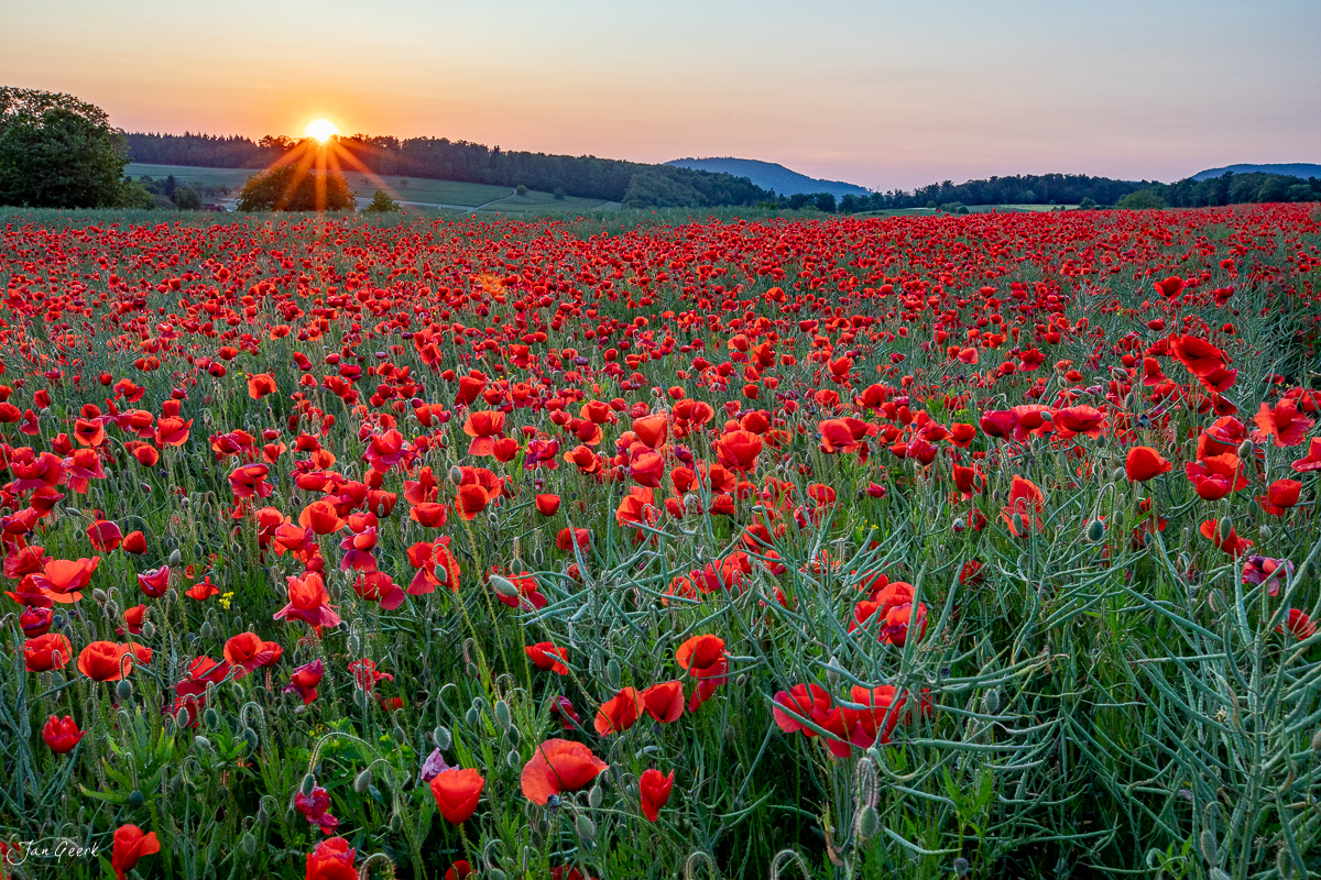 Leuchtend rotes Mohnfeld bei Sonnenuntergang in Rünenberg, Baselland, Schweiz – Jan Geerk Fotograf Basel