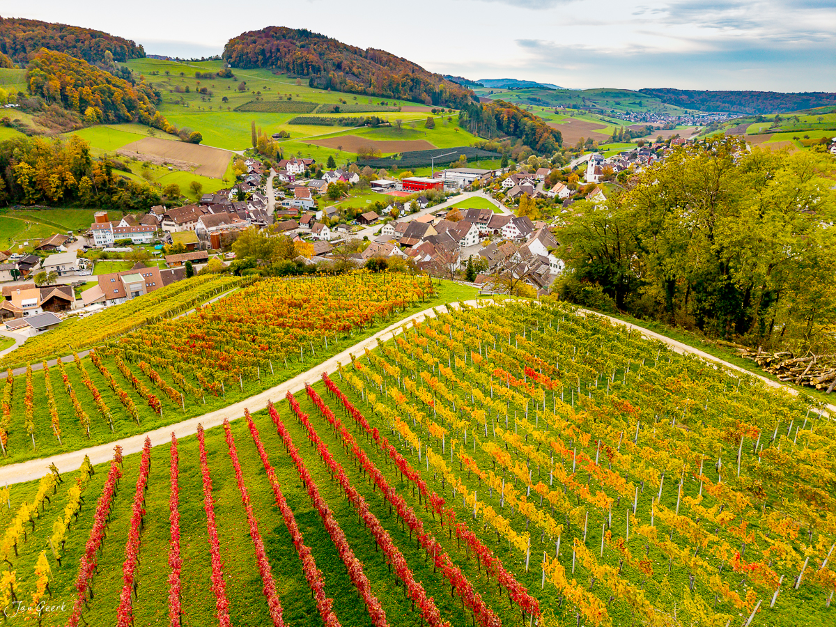 Herbstliche Weinreben in Reihen bei Maisprach, Baselland, goldenes Licht, Schweiz – Jan Geerk Fotograf Basel