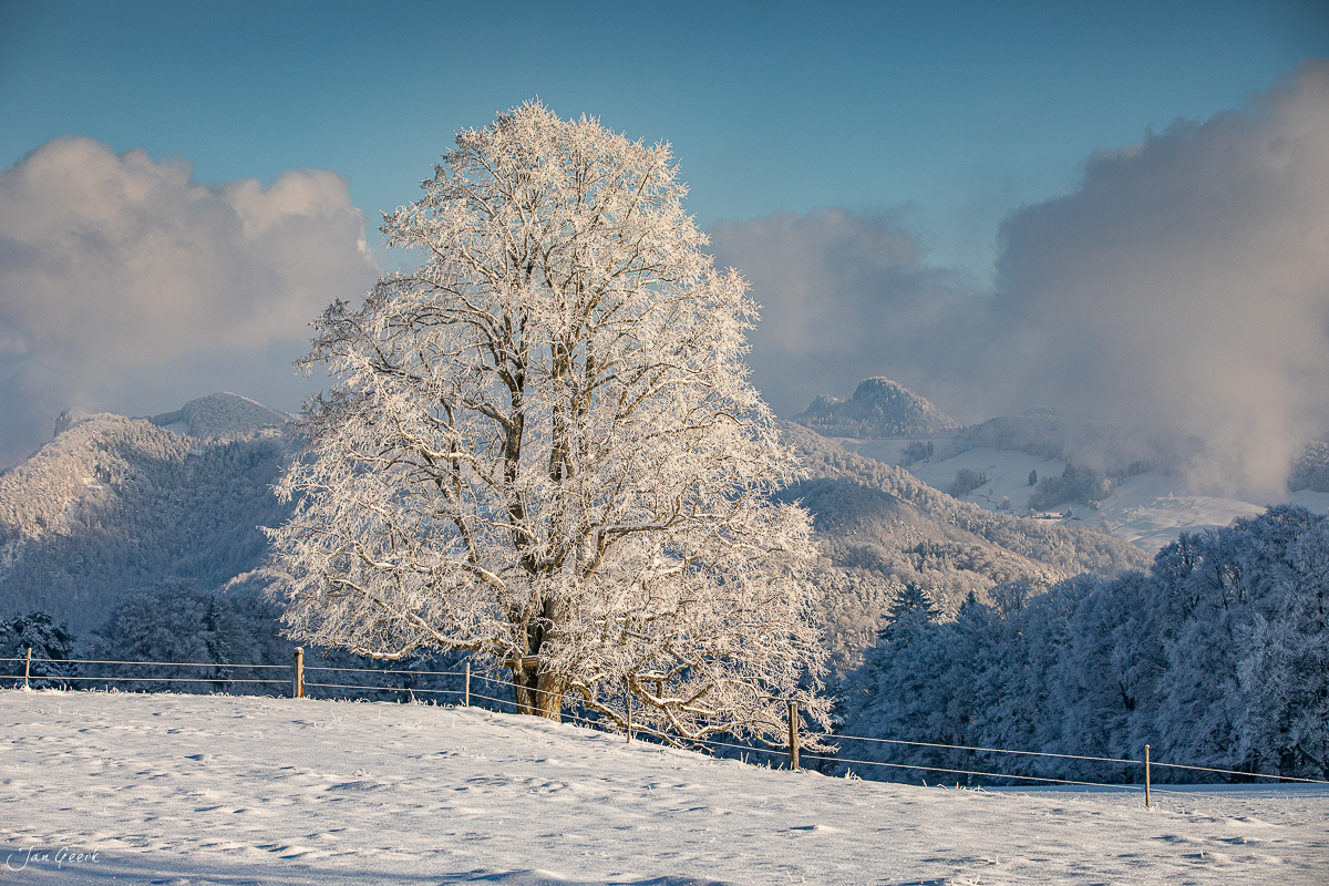 Raureifbaum Waldweid verschneite Winterlandschaft Baselland Schweiz Jan Geerk Fotograf Basel