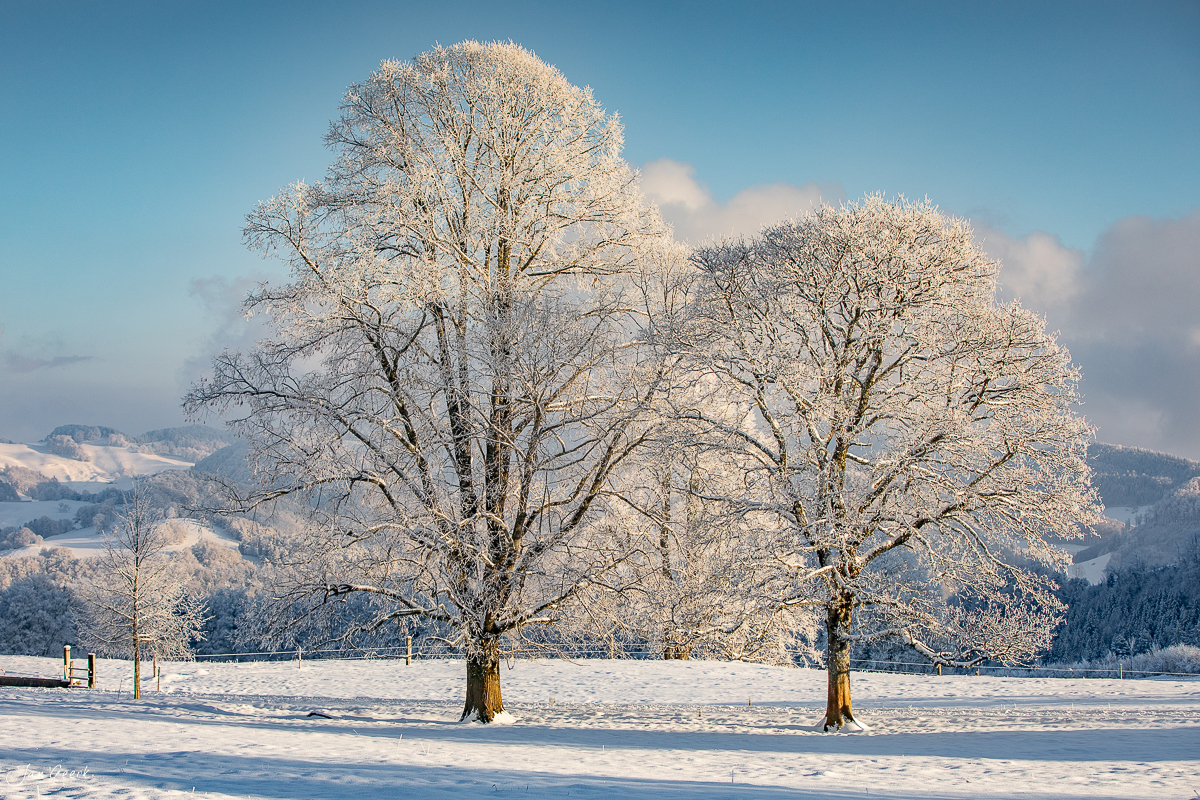 Raureif-bedeckte Bäume in Waldweid bei Winterstimmung, Baselland Schweiz – Jan Geerk Fotograf Basel