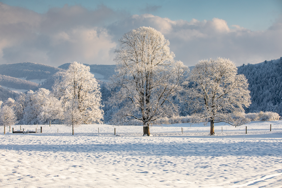 Raureif-bedeckte Bäume in Waldweid mit verschneiter Wiese, Kantlicht und Berge im Hintergrund, Nordwestschweiz – Jan Geerk Fotograf Basel