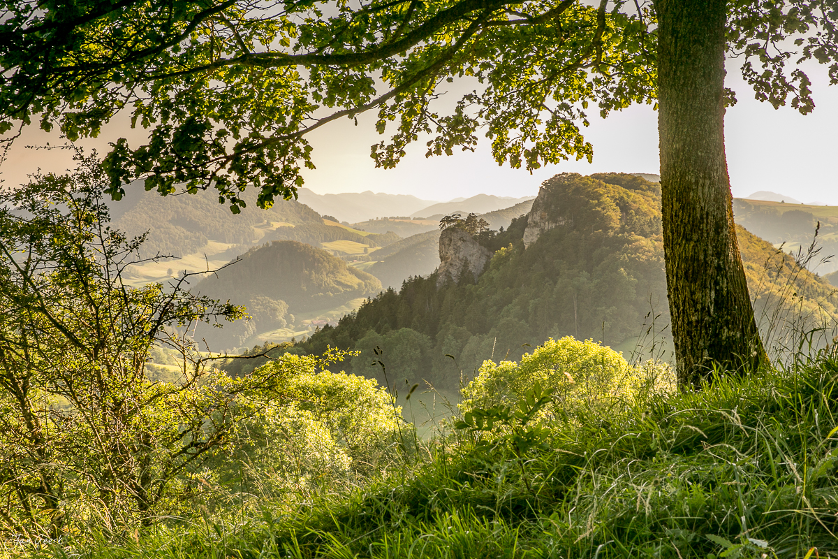 Berglandschaft am Belchen mit grünem Laubwald, Sommerliche Waldkulisse in Baselland Schweiz – Jan Geerk Fotograf Basel