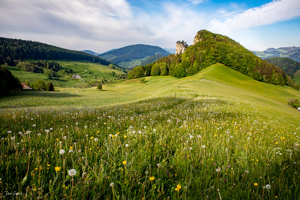 Blütenwiese mit Löwenzahn und Gänseblümchen im Ankenballen Frühling Baselland Schweiz – Jan Geerk Fotograf Basel