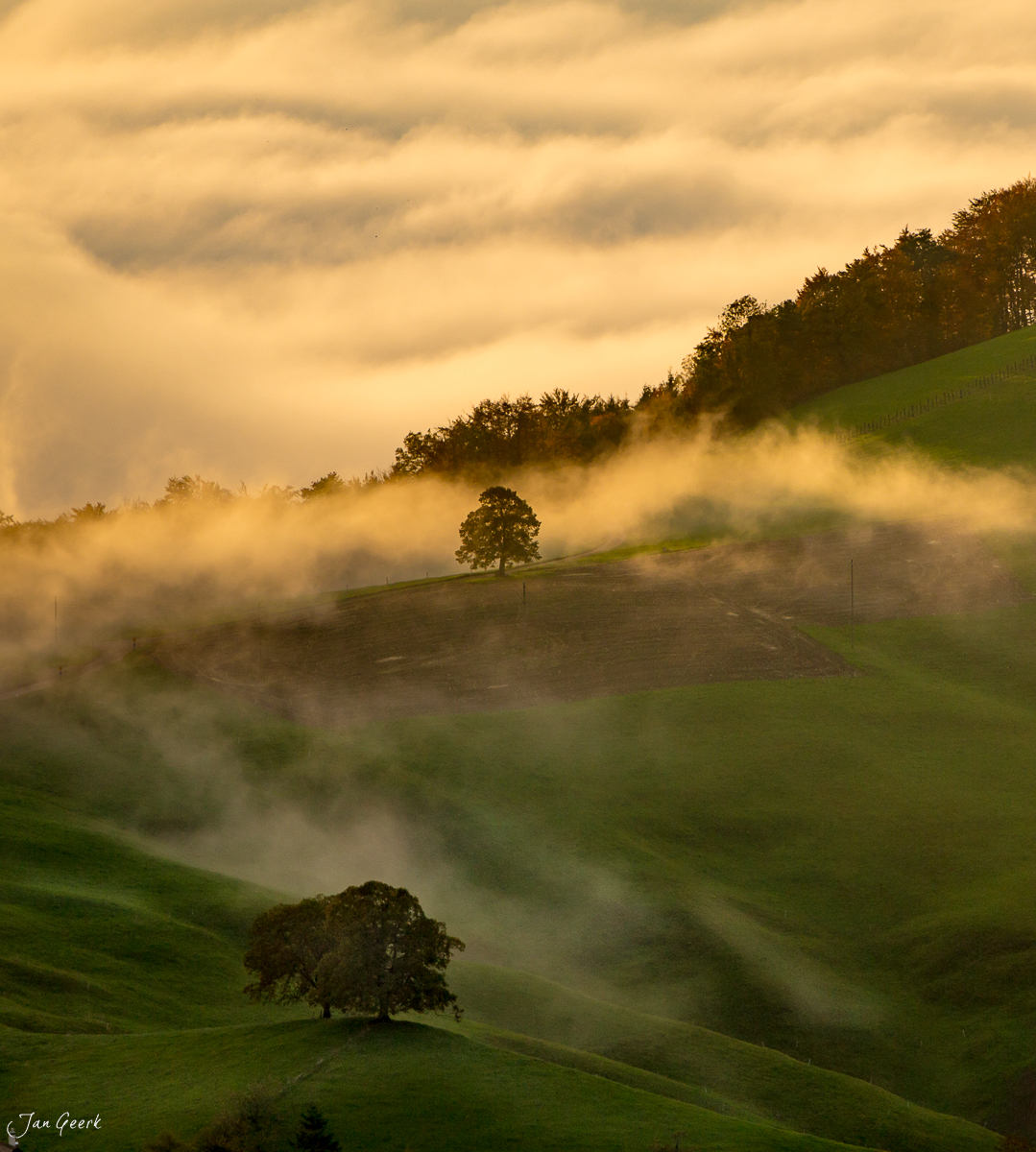 Einzelne Bäume im Nebel Bölchen Jura Herbstlandschaft Baselland Schweiz Jan Geerk Fotograf Basel