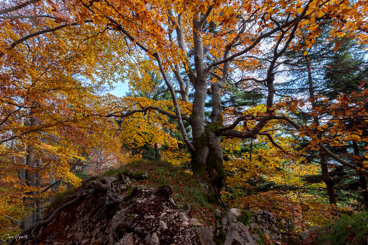 Alte Buche Herbstfarben Bölchen Baselland Jura Schweiz Jan Geerk Fotograf Basel