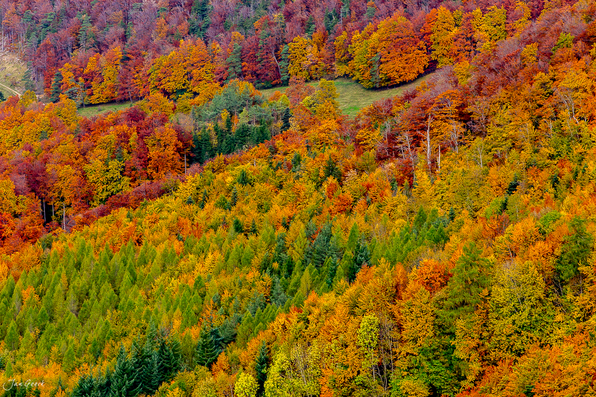 Herbstlicher Mischwald Bölchen Baselbiet Herbstfarben Oktober Jura Schweiz Jan Geerk Fotograf Basel