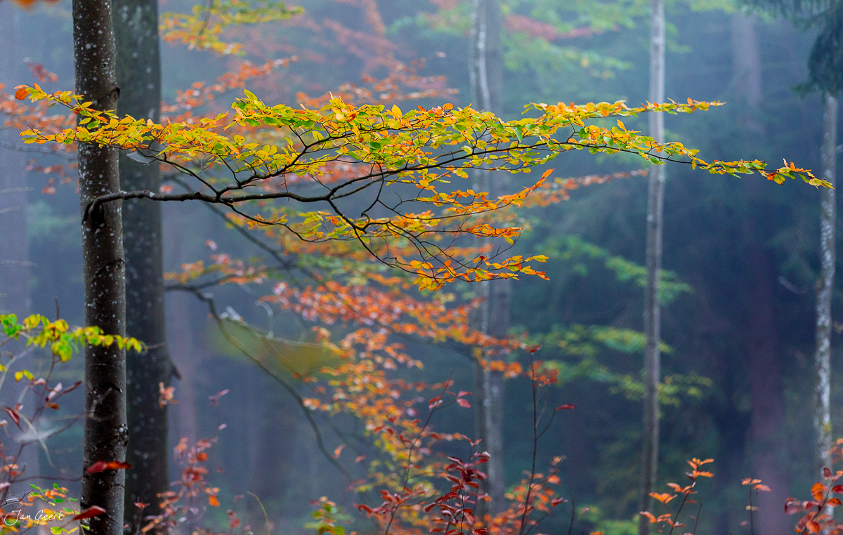 Herbstliche Lärchenzweige Bölchen Baselbiet Nebel Jura Schweiz Jan Geerk Fotograf Basel