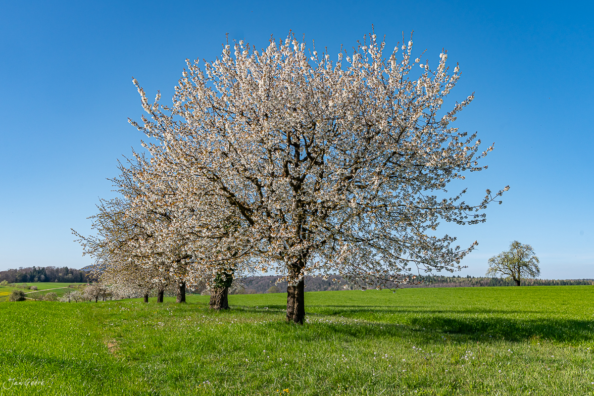 Kirschblüte am Chriesiwäg Baselland im Frühling, blühende Obstbäume auf grüner Wiese unter blauem Himmel – Jan Geerk Fotograf Basel