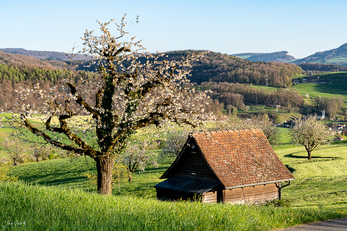 Blühender Kirschbaum mit Alphütte im Frühling Baselland Schweiz – Jan Geerk Fotograf Basel