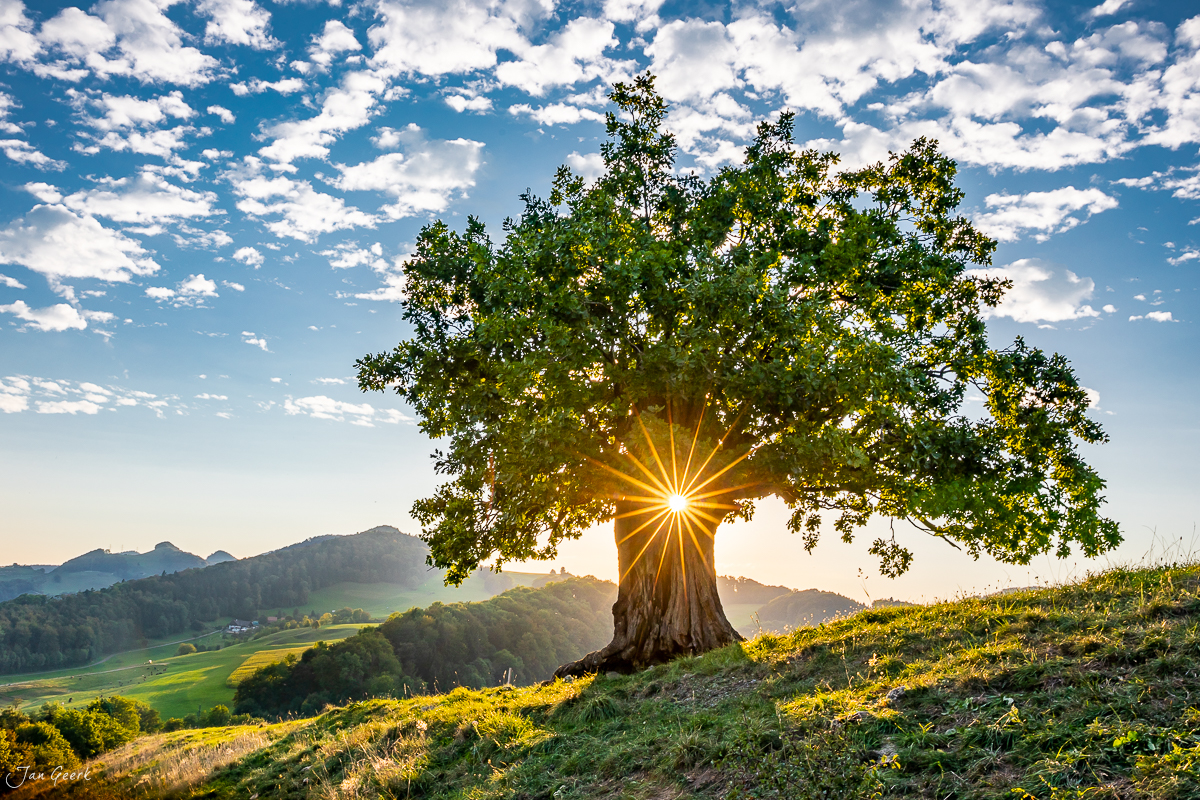 Alte Eiche mit Sonnenstern in Baselland, Sommerlicht über grünen Wiesen der Schweiz – Jan Geerk Fotograf Basel