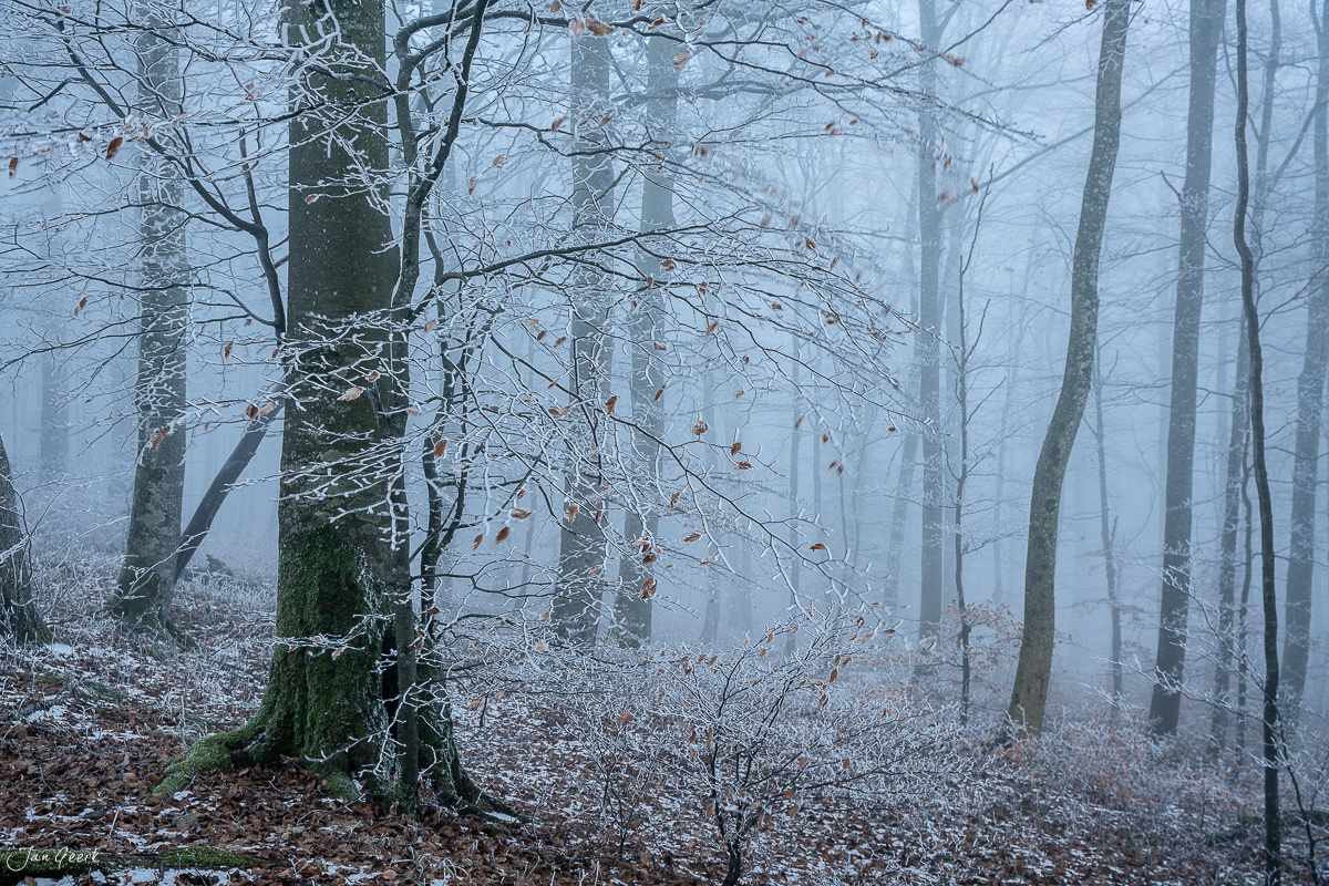 Winterlicher Wald Geissfluh mit Reif und Nebel, Nordwestschweiz – Jan Geerk Fotograf Basel