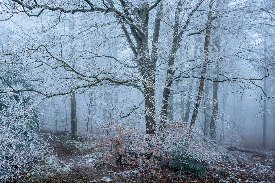 Winterwald mit Reif an Bäumen Geissfluh Nordwestschweiz verschneite Landschaft Schweiz – Jan Geerk Fotograf Basel