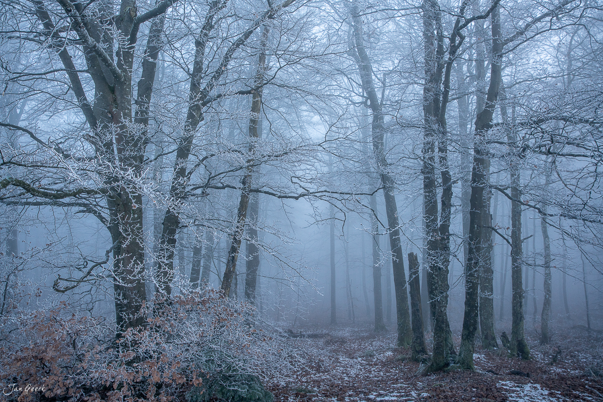 Winterlicher Laubwald mit Reif und Nebel in der Geissfluh Nordwestschweiz Schweiz – Jan Geerk Fotograf Basel