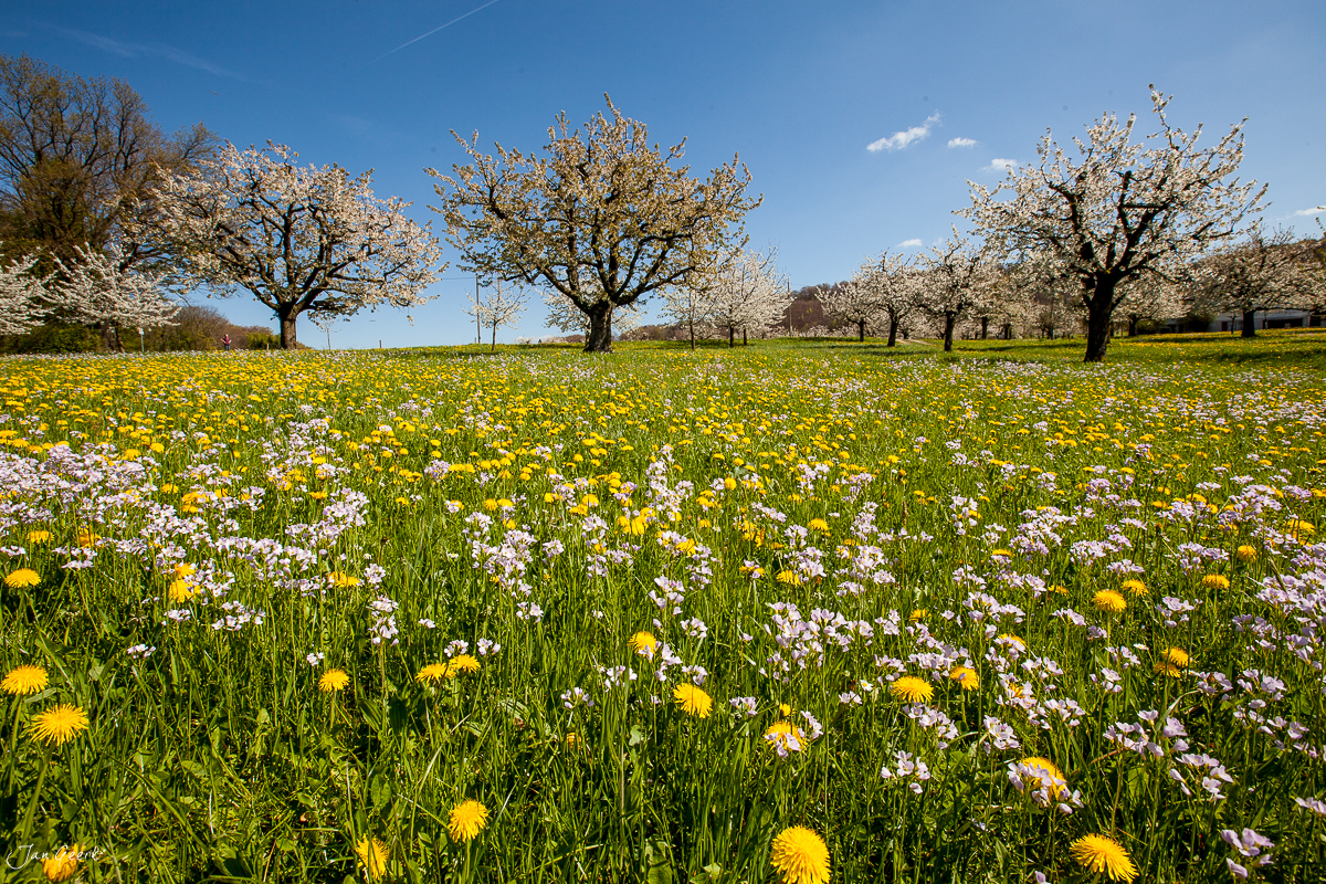 Kirschblüten und Frühjahrsblüher in voller Blüte auf Gempen, Frühling in der Nordwestschweiz – Jan Geerk Fotograf Basel