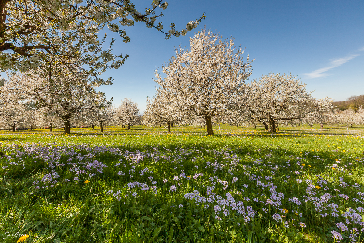 Kirschblüte und Blumenwiese auf Gempen im Baselbiet, Schweiz – Jan Geerk Fotograf Basel