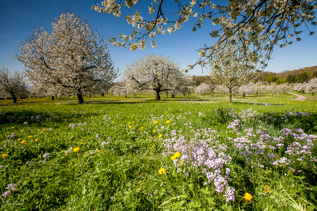Kirschblütenwiese am Gempen mit blühenden Kirschbäumen, Löwenzahn und Gänseblümchen im Frühling, Baselland Schweiz – Jan Geerk Fotograf Basel