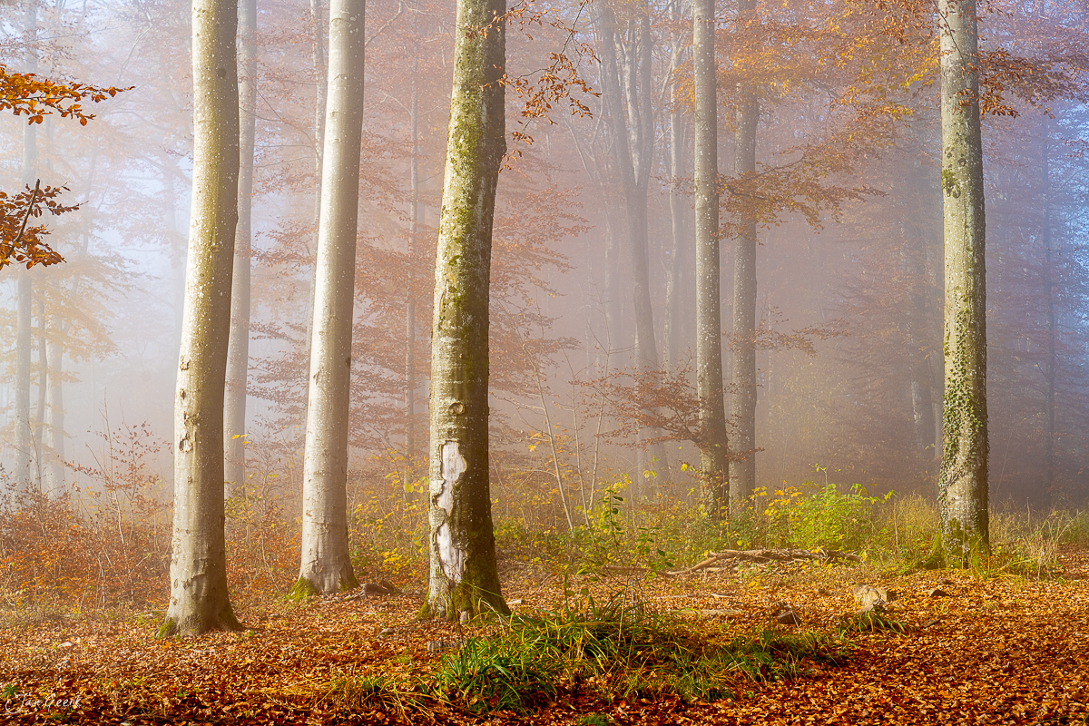 Nebeliger Herbstwald mit Buchen an der Gisliflue, Kantlicht und Nebelwelle, Nordwestschweiz – Jan Geerk Fotograf Basel