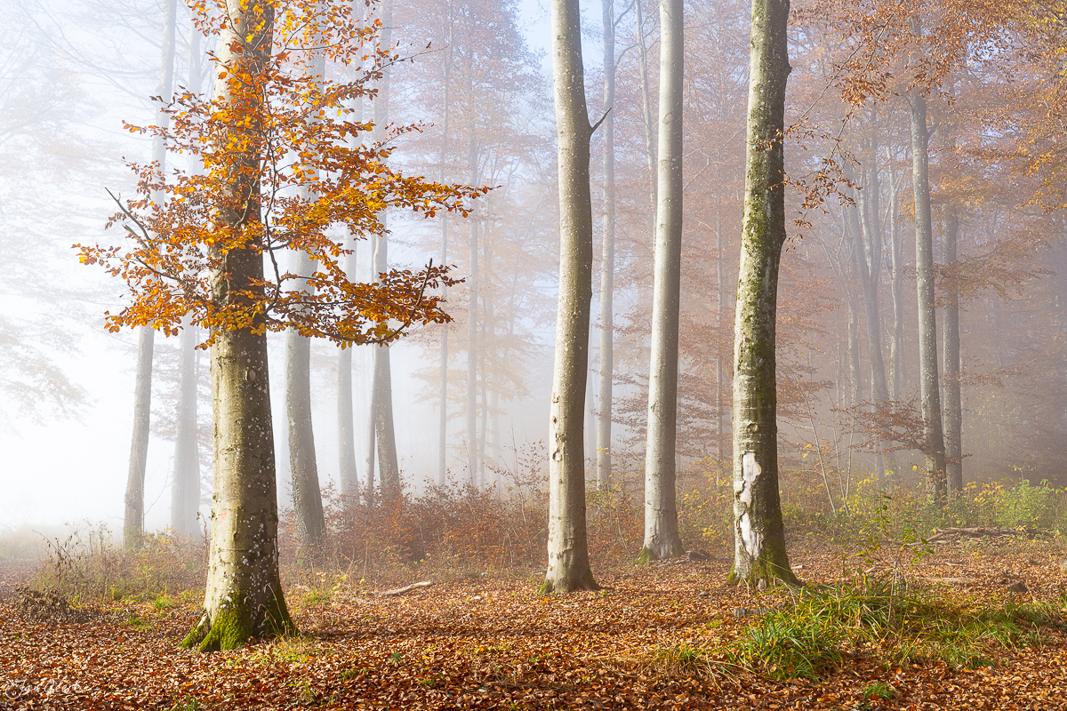 Herbstwald mit Nebel und goldenen Blättern auf der Gisliflue in der Schweiz – Jan Geerk Fotograf Basel