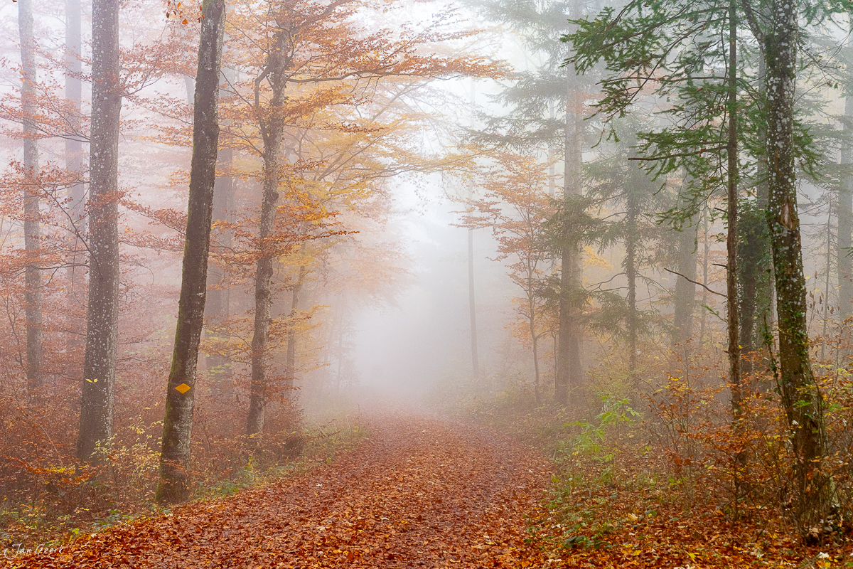 Nebelwald mit Herbstlaub auf der Gisliflue im Aargau, Schweiz – Jan Geerk Fotograf Basel
