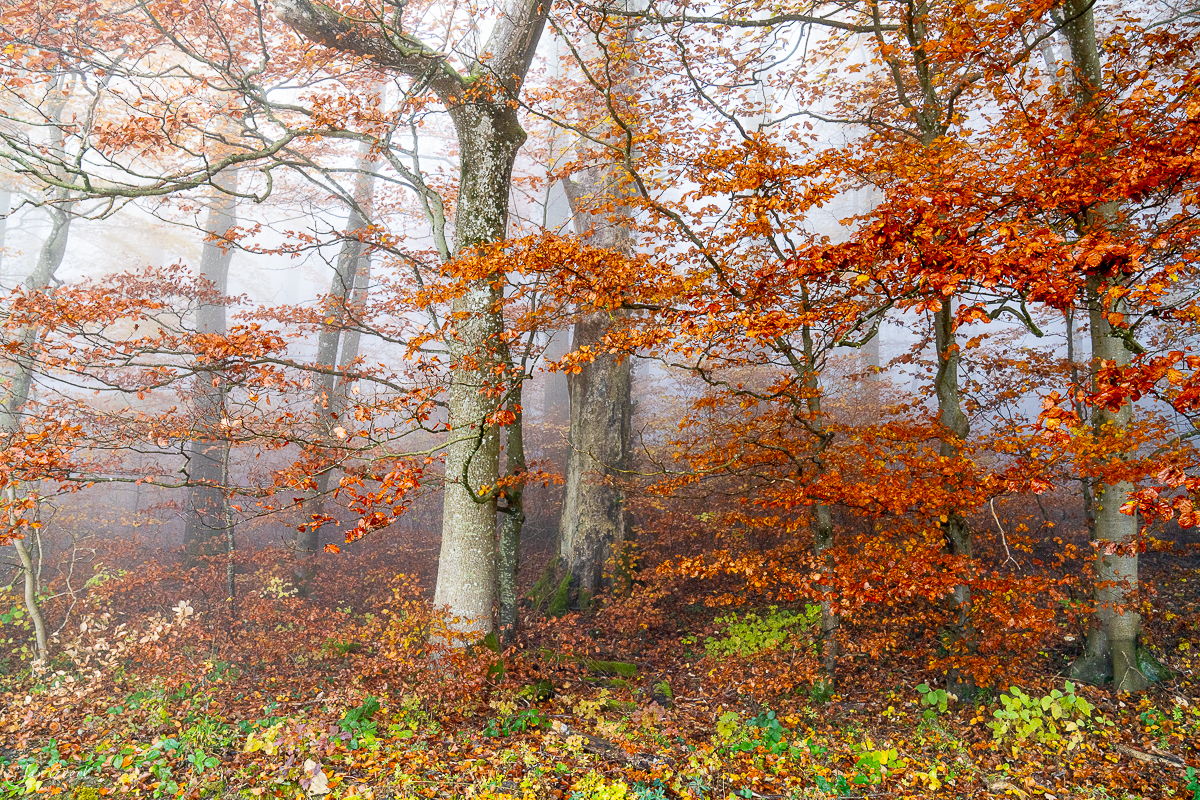 Herbstwald mit orangefarbenen Blättern und Nebel auf der Gisliflue, Aargau Schweiz – Jan Geerk Fotograf Basel