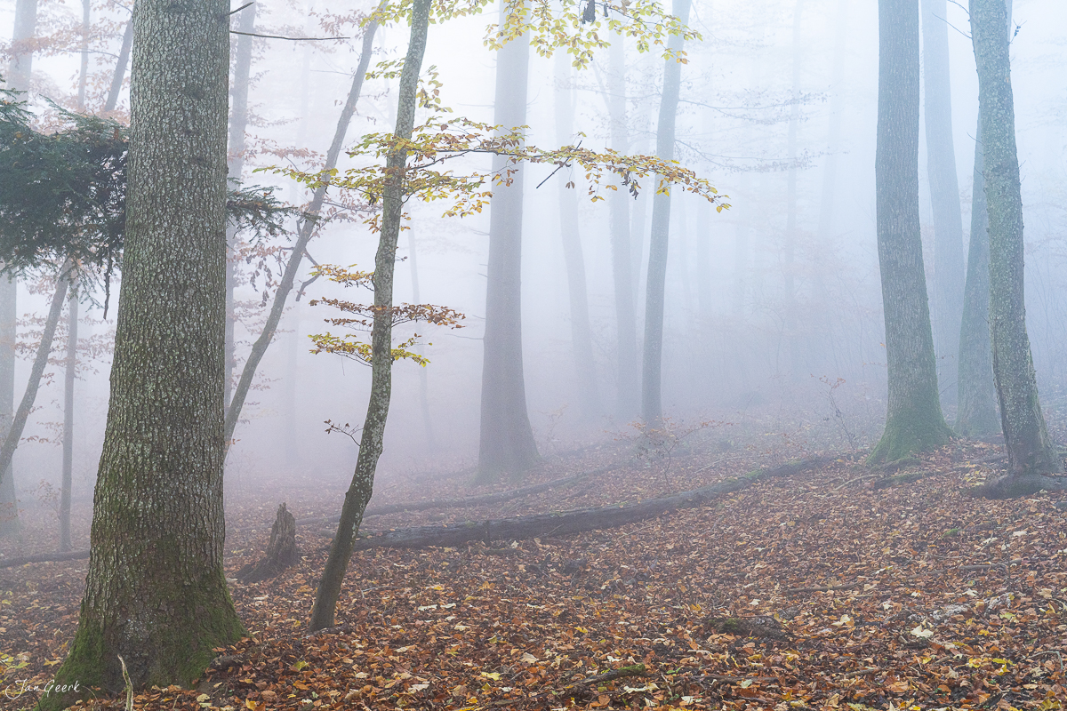Nebliger Herbstwald auf der Gisliflue mit golden beleuchteten Baumkronen in der Schweiz – Jan Geerk Fotograf Basel