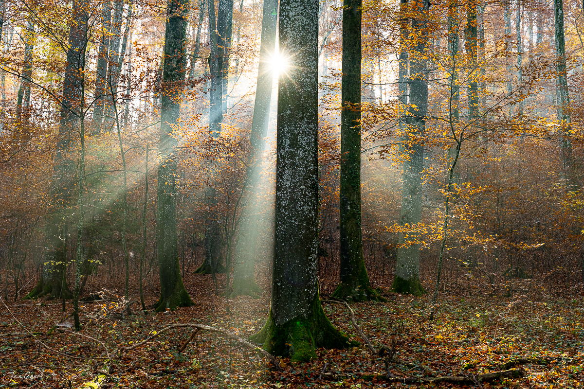 Herbstwald mit Kantlicht und Nebel auf der Gisliflue im Aargau Schweiz – Jan Geerk Fotograf Basel