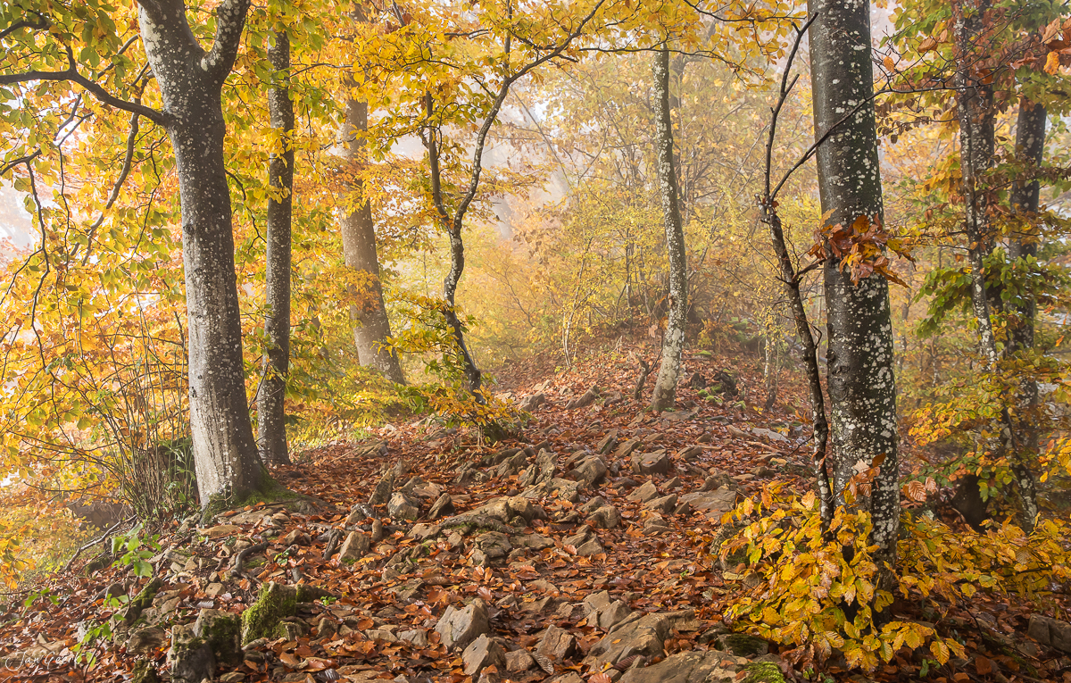 Herbstwald mit Laubwald und Steinen, Gisliflue Nordwestschweiz Herbst Schweiz – Jan Geerk Fotograf Basel
