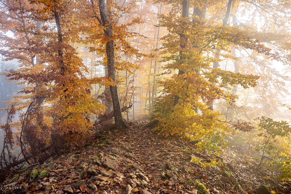 Nebeliger Herbstwald mit golden gefärbtem Laub und Steinen auf Waldweg Gisliflue Nordwestschweiz Schweiz Jan Geerk Fotograf Basel