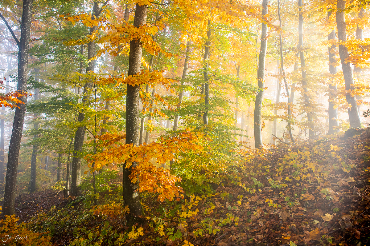 Herbstwald mit goldgelben Blättern Gisliflue Nordwestschweiz Schweiz Jan Geerk Fotograf Basel