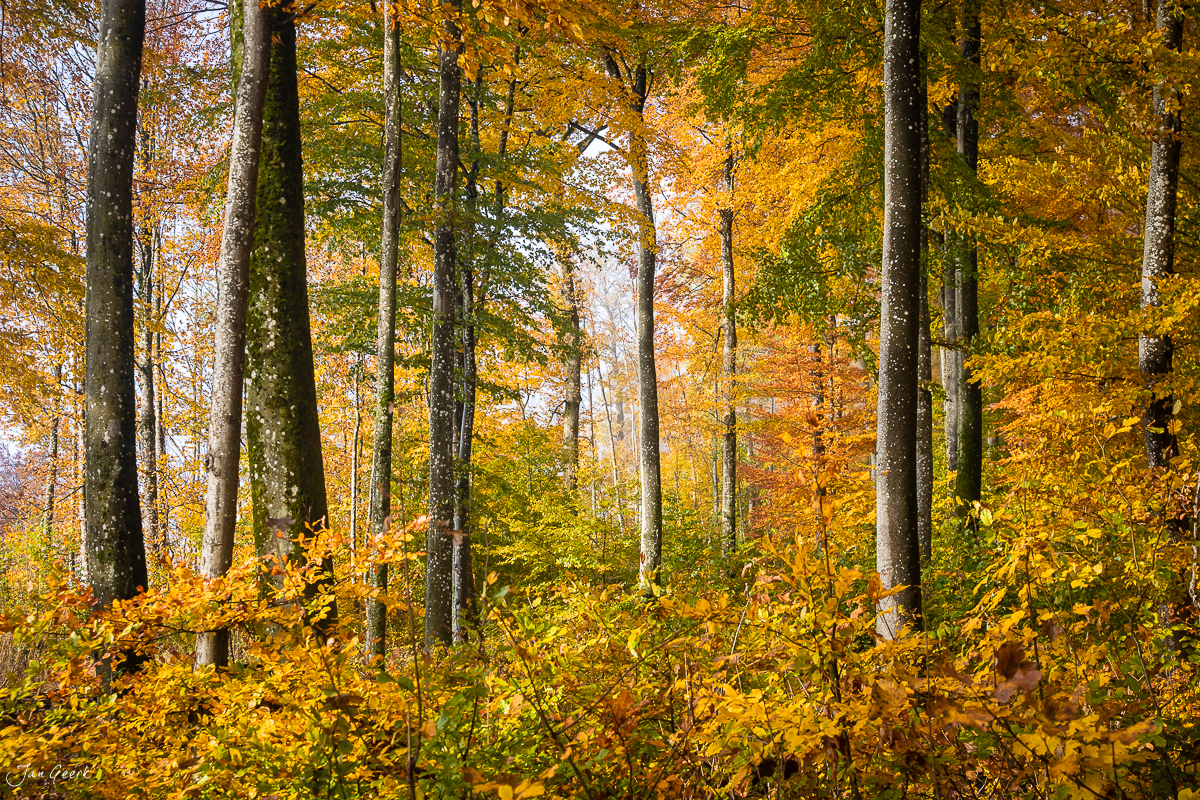 Herbstwald mit gelben Laubbaum in Gisliflue Nordwestschweiz Schweiz Jan Geerk Fotograf Basel