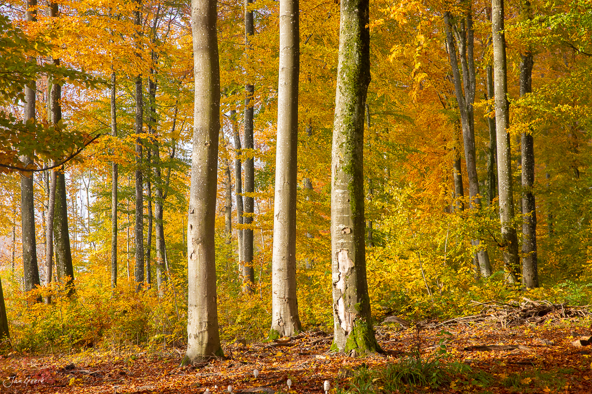 Herbstwald mit Buchen in warmen Goldtönen, Laubwald Nordwestschweiz Schweiz – Jan Geerk Fotograf Basel