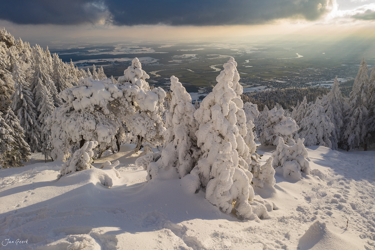 Schneebedeckte Fichten auf der Hasenmatt mit Winterlandschaft und Kantlicht in der Schweiz – Jan Geerk Fotograf Basel