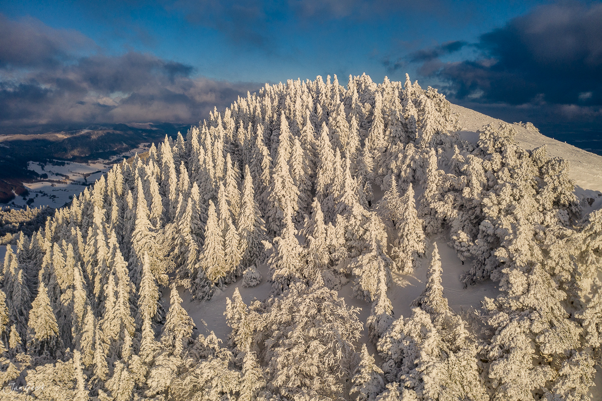 Schneebedeckte Fichten auf der Hasenmatt mit Kantlicht und Winterlandschaft, Jura Schweiz – Jan Geerk Fotograf Basel