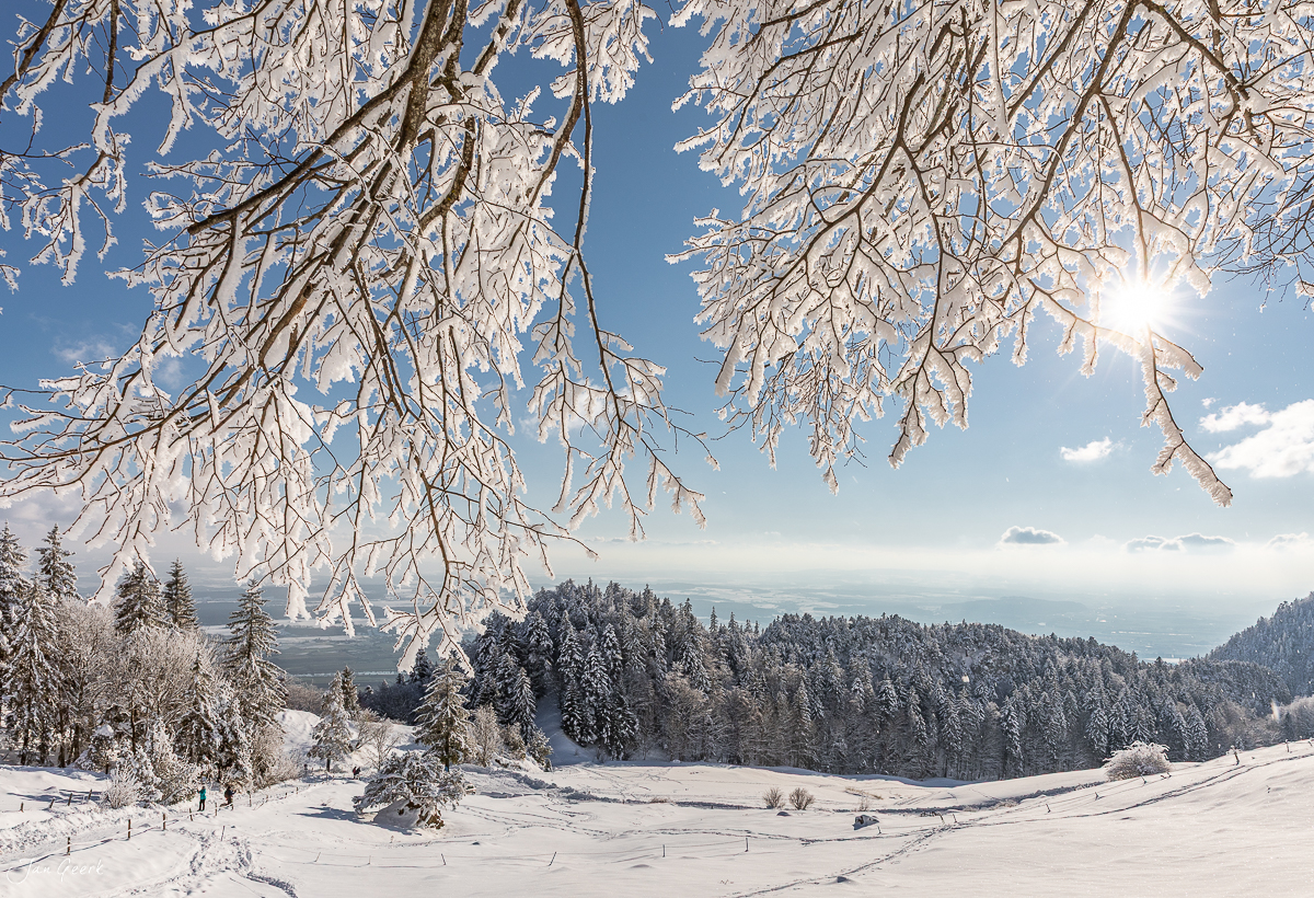 Verschneite Birke mit Reif über Hasenmatt Winterlandschaft Jura Schweiz Jan Geerk Fotograf Basel