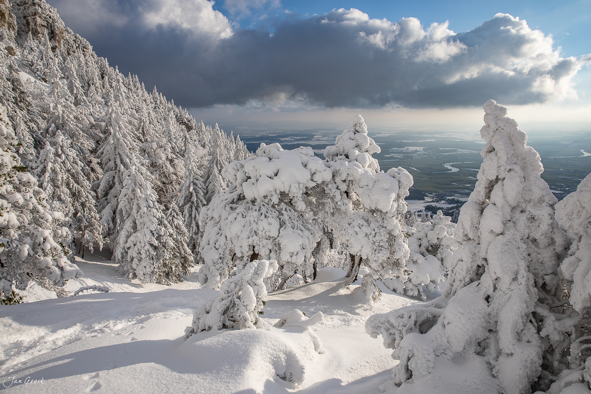 Verschneite Fichten und Tannen auf der Hasenmatt mit arktischer Winterstimmung, Jura Schweiz – Jan Geerk Fotograf Basel