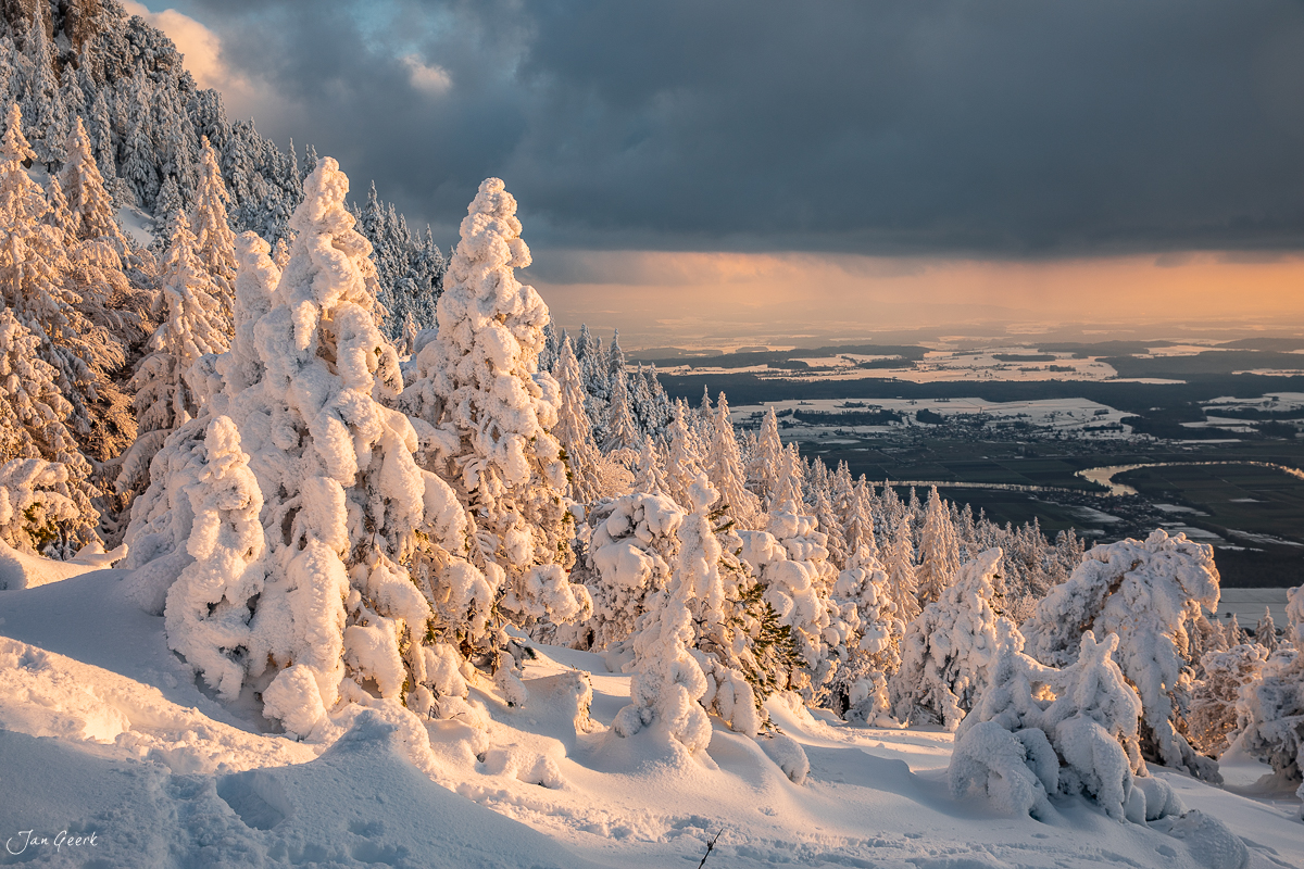 Verschneite Fichten auf der Hasenmatt mit Goldlicht bei Sonnenaufgang, Jura Schweiz – Jan Geerk Fotograf Basel