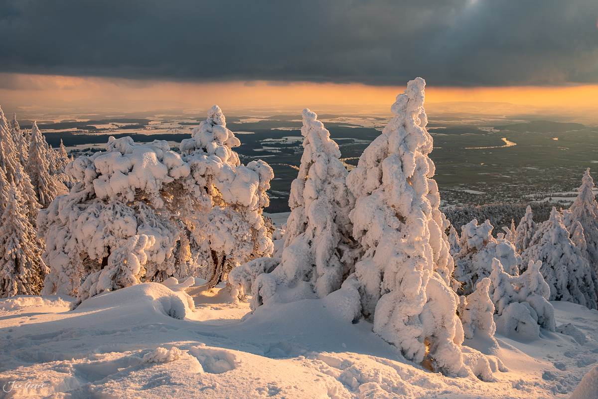 Schneebedeckte Fichten auf dem Hasenmatt in der Jura mit Morgenlicht, Winter Schweiz – Jan Geerk Fotograf Basel