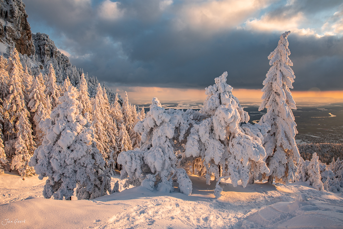 Schneebedeckte Fichten auf der Hasenmatt mit goldenem Morgenlicht, Jura Schweiz – Jan Geerk Fotograf Basel