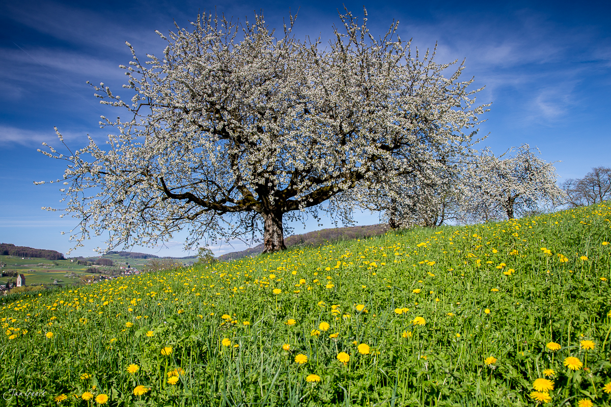 Kirschbaum in voller Blüte über Löwenzahnwiese bei Oltingen Baselland Frühling Schweiz Jan Geerk Fotograf Basel