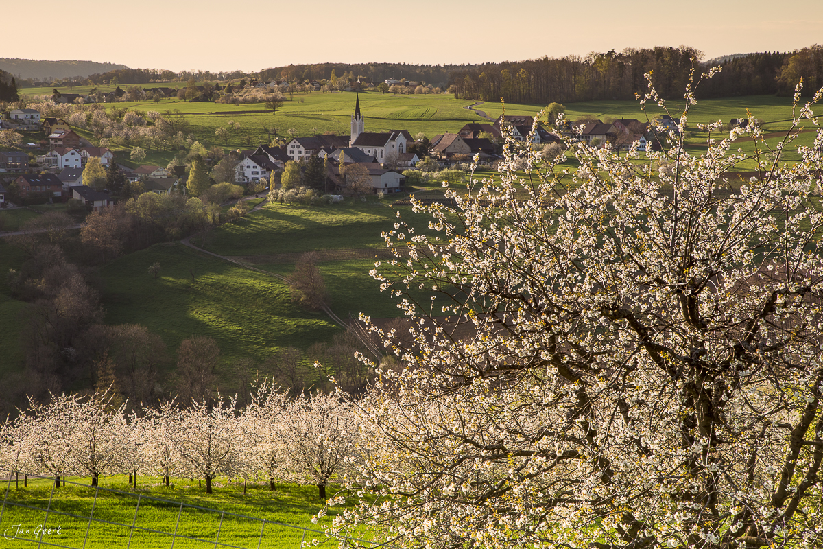 Kirschblüte in Oltingen mit Dorfansicht und Kirche in der Ferne, Frühjahr Baselland Schweiz – Jan Geerk Fotograf Basel