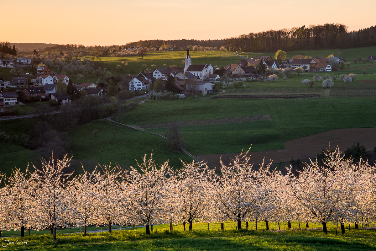 Kirschblüte Oltingen Frühling Baselbiet Schweiz Jan Geerk Fotograf Basel
