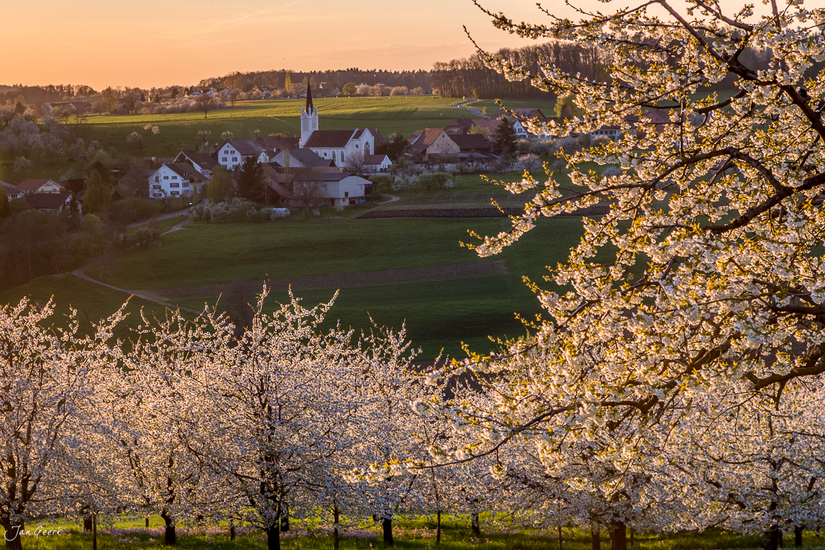 Kirschblüte in voller Blüte über Dorf mit Kirche in Kilchberg, Frühling, Nordwestschweiz – Jan Geerk Fotograf Basel