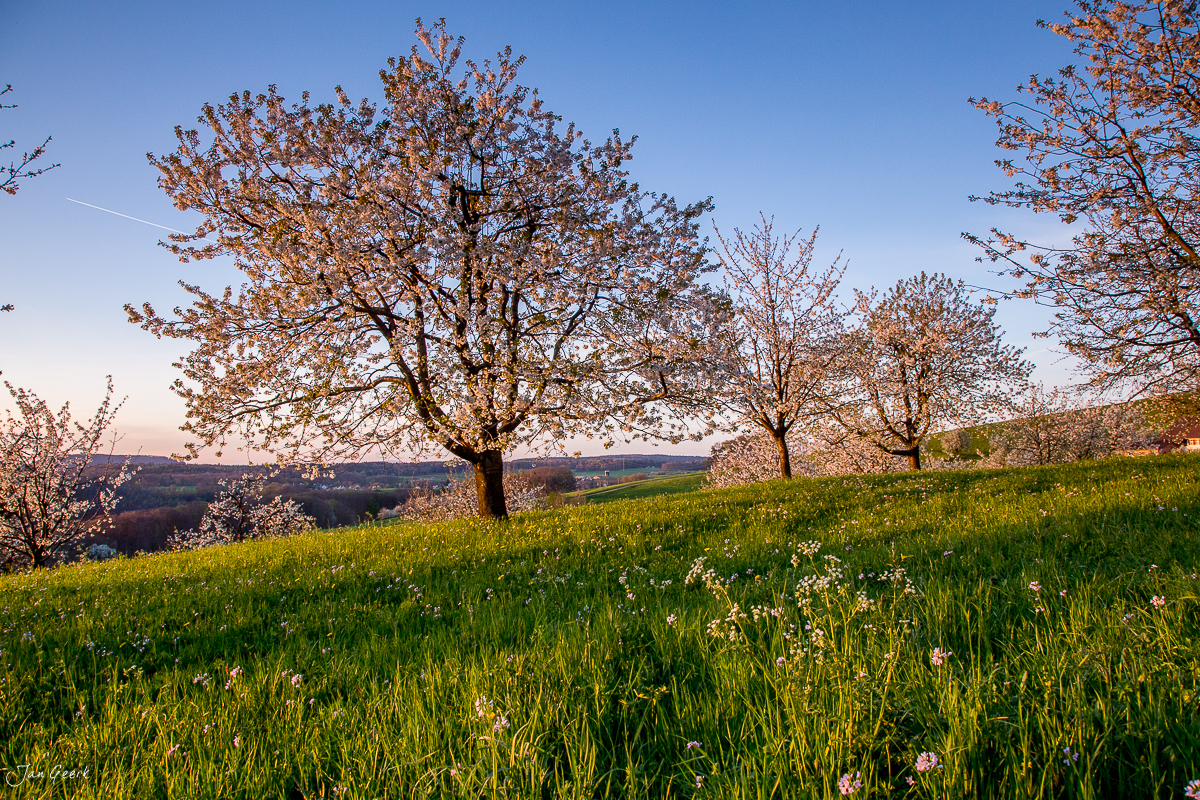 Kirschbäume in Blüte auf grüner Wiese bei Kilchberg im Frühling, Baselbiet, Schweiz – Jan Geerk Fotograf Basel