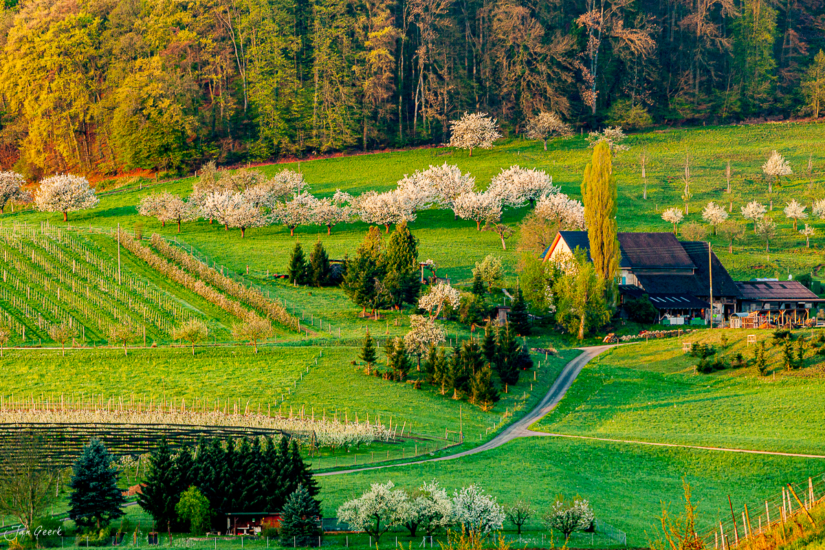 Kirschblüte und Bauernhof in Maisprach im Frühling, Baselbiet Schweiz – Jan Geerk Fotograf Basel