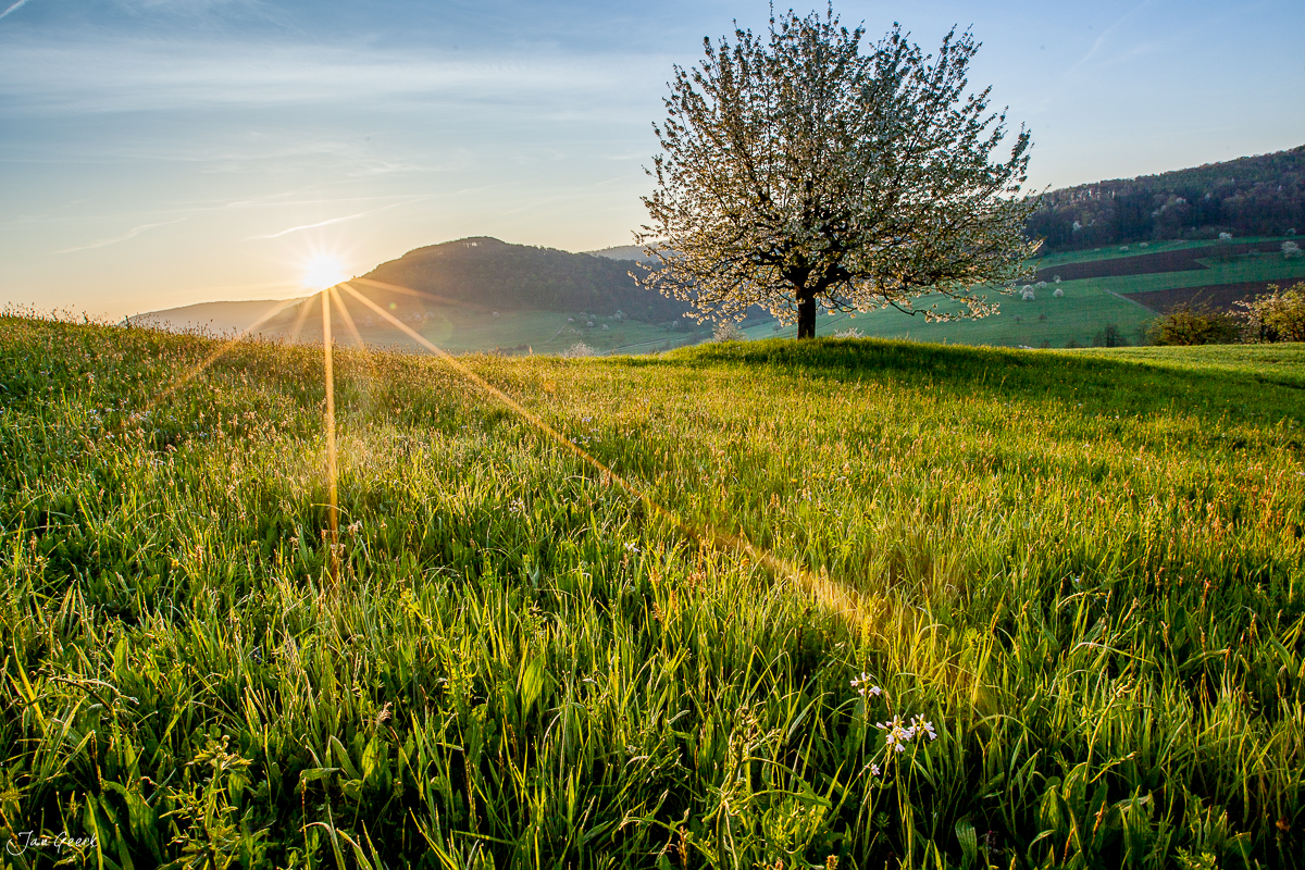 Blühender Kirschbaum in grünem Maifeld mit Sonnenaufgang, Maisprach Baselbiet Schweiz – Jan Geerk Fotograf Basel