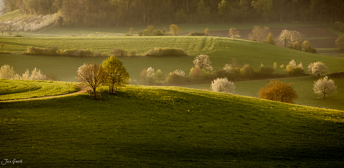 Kirschblüte in Maisprach während des Frühlings mit grünen Wiesen und blühenden Bäumen – Jan Geerk Fotograf Basel Schweiz